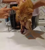 T0412004 cat was in car accident was lying on grass, barely alive