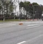 T0412005 small dog was lying in middle of road it had been in car…