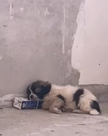 T0412006 found stray puppy kept twitching in corner of wall