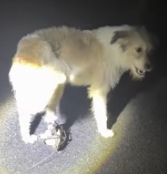 T0412007 can express your pain in words #animals #Foryou #Friendship #We