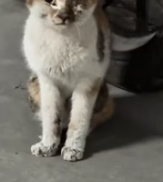 T0412008 rest of your life, let us love you well #animals #Foryou