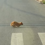 T0412009 God bless, your sunshine will finally bloom#animals #Foryou #Friendship