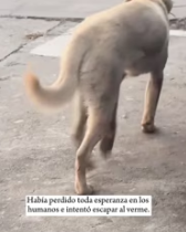 T0412010 It has lost all hope humanity#animals #Foryou #Friendship #Us