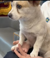 T0412011 It shouldn have to bear kind of pain .#animals #Foryou