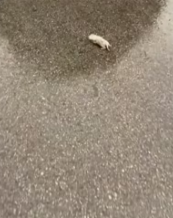 T0412012 Rescue kitten on road #rescue #animals #animalsoftiktok #rescue