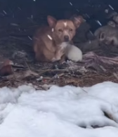 T0412013 #fyp #helpanimals (13)