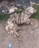 T0412014 #fyp #helpanimals