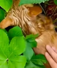 T0112038 My dog rescued drowning kitten adopted it love #animal_part2