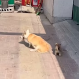 T0412015 be kind#fyp #helpanimals