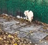 T0412016 #fyp #helpanimals