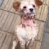 T0412017 Help abandoned dog allergies all over its body#fyp #helpanimals