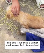 T0412020 #fyp #helpanimals