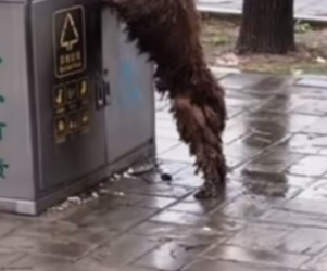 T0412021 #fyp #helpanimals