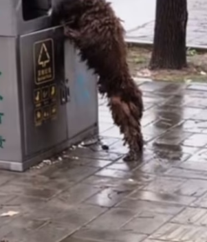 T0412021 #fyp #helpanimals