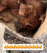 T0412022 #fyp #helpanimals #loveanimals