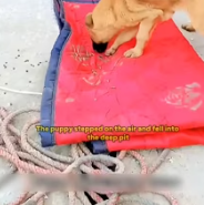 T0412023 #fyp #helpanimals #loveanimals #foryou #viral #us #dogs