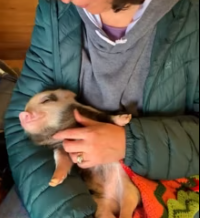 T0112037 Man rescued drowning piglet #animal #animalsoftiktok #rescueanimals part2