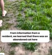 T0412024 Treat an abandoned cat an eye injury #fyp #dogs #helpanimals #lo…