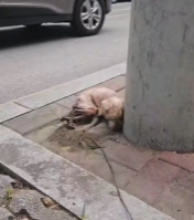 T0412025 #fyp #helpanimals