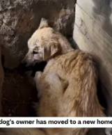 T0412026 loyal dog#fyp #dogs #helpanimals #loveanimals #foryou