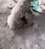 T0412027 #fyp #dogs #helpanimals #loveanimals #foryou