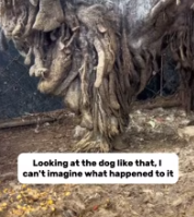 T0412028 #fyp #dogs #helpanimals #loveanimals #foryou