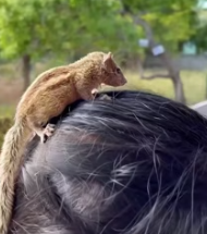 T0112046 Rescue baby squirrel #rescueanimals #animals #rescue #animalsoftiktok part2