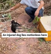 T0412029 #fyp #dogs #helpanimals #loveanimals