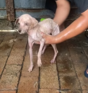 T0412030 Help poor abandoned dog#fyp #dogs #helpanimals #loveanimals