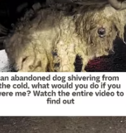 T0412031 poor dog#fyp #dogs #helpanimals #loveanimals #foryou