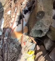 T0412032 #fyp #dogs #helpanimals #loveanimals #foryou