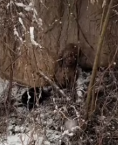 T0412033 #fyp #dogs #helpanimals #loveanimals #foryou