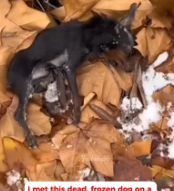 T0412034 #fyp #dogs #helpanimals #loveanimals #foryou