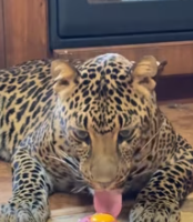 T0112034 Rescuing an injured leopard drowning gave it warm home _part2