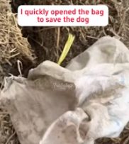 T0412035 rescue an abandoned dog by river #fyp #dogs #helpanimals #foryou