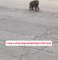 T0412036 Help dog wandering on road #fyp #dogs #helpanimals #foryou