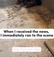 T0412037 These dogs need human care #fyp #dogs #helpanimals #loveanimals #foryou