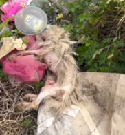 T0412038 rescue abandoned animals #fyp #dogs #foryou #helpanimals #loveanimals