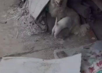 T0412039 #fyp #dogs #helpanimals #loveanimals #foryou