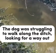 T0412040 Helping little lives #fyp #dogs #foryou #helpanimals #loveanimals