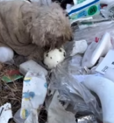 T0412041 Help hungry stray dog#fyp #dogs #foryou #helpanimals #loveanimals