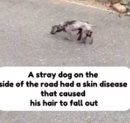 T0412042 poor dog was saved by me #fyp #dogs #foryou #helpanimals #love