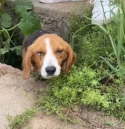 T0412043 rescue chained dog #fyp #dogs #foryou #helpanimals #loveanimals