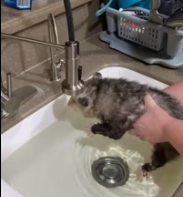 T0112035 family found an opossum in their shed decided to keep it _part2