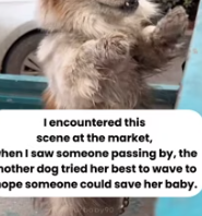 T0412044 Nothing can separate sacred mother child love #fyp #dogs #foryou