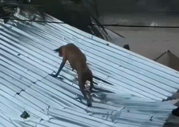 T1012001 dog was swept away by flood,I rescued him, then… #dog