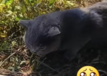 T1012003 found an injured, abandoned cat.Flies were swarming around its body