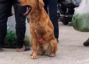 T1012004 found an injured dog.Its optimism touched me.I decided to take it to home