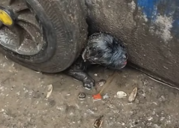 T1012005 found an abandoned puppy. It was so pitiful decided to take