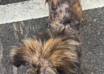 T1012006 found stray dog. Its whole body was covered wounds.